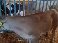 Toro, Simmental cattle — foto 2