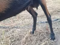 Capra, Alpine goat — foto 4