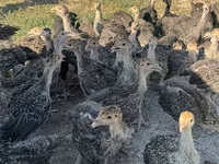 Turkeys — foto 3