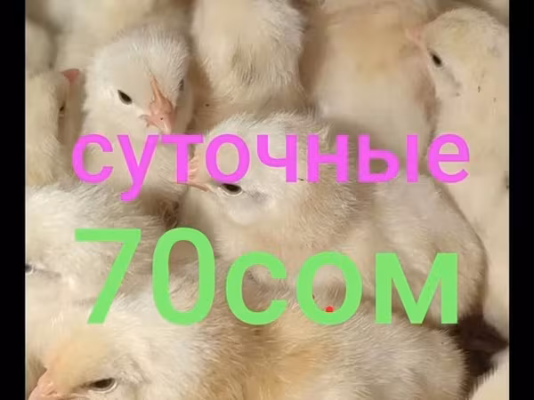 Leghorn