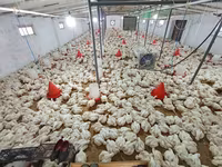 Chickens — fotografija 1
