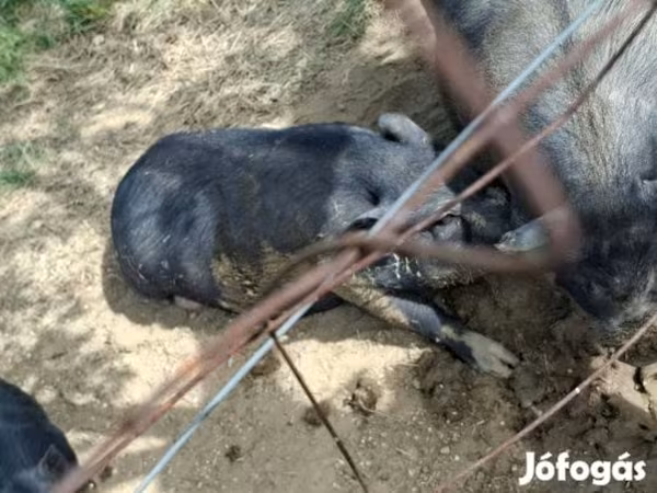 Babi hutan, Вьетнамская вислобрюхая