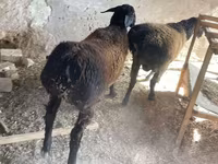 公羊, Rhon sheep — 照片 3