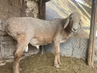 Ovan, Arashan sheep — fotografija 5