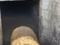 Vind porc mangaliță — photo 2