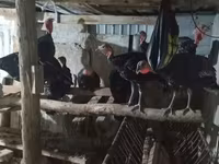 Turkeys — عکس 7