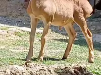 قوچ, گوسفند — عکس 5
