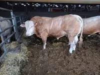 Bull, Cattle — photo 6