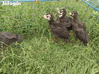 Turkeys — foto 3