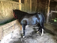 Hingst, Shetland Pony — foto 2