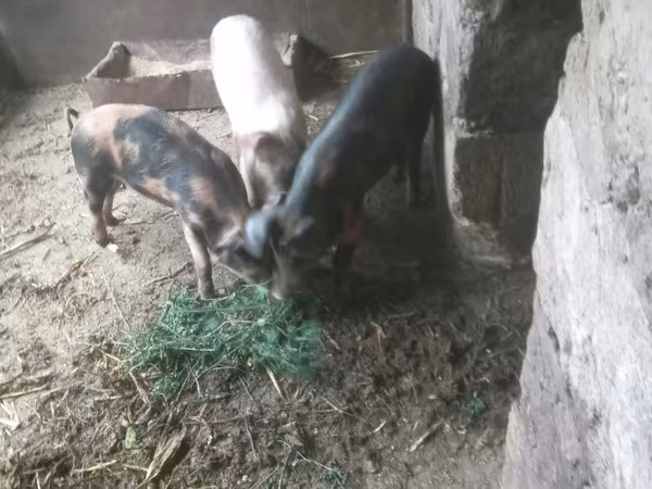 Babi hutan, Pigs