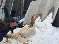 Chickens — foto 3