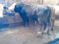 ثور, Simmental cattle — الصورة 2