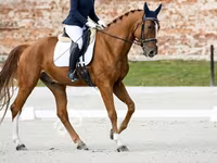 Cal, Friesian sport horse — foto 3