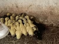 Ducks — foto 1