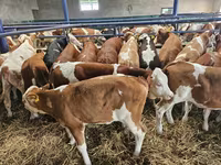 Krava, Simmental cattle — foto 2