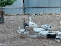 Geese — รูปภาพ 1