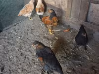 Chickens — zdjęcie 2
