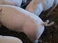 หมูป่าตัวผู้, หมู — รูปภาพ 3