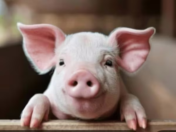 หมูป่าตัวผู้, Крупная белая