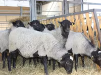 Bélier, Katum sheep — photo 3