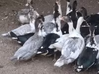Ducks — 사진 2