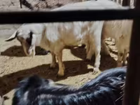 Koza, Alpine goat — zdjęcie 5