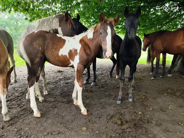 Mare, Horses — Armenia