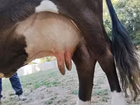 گاو ماده, Russian Black pied cattle — عکس 7