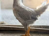 Chickens — zdjęcie 3