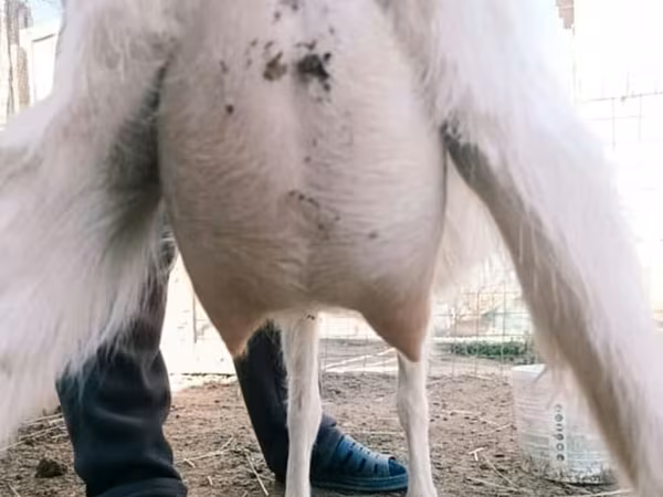 Kambing betina, Goats