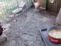Chickens — عکس 4