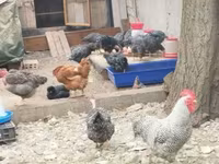 Chickens — 1-сурет