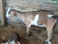 Kambing betina, Nubian Goat — foto 3