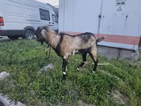 Kozel, Kozy — foto 1