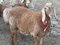 مینڈھا, Arashan sheep — تصویر 3