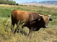 Toro, Swiss cattle — foto 2