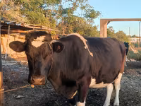 Krava, Russian Black pied cattle — foto 4