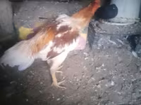 Chickens — fotografija 5