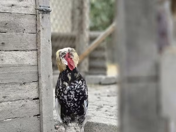 Chickens