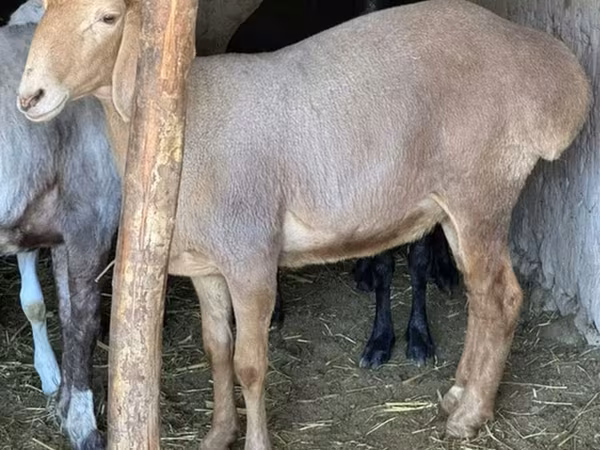 Πρόβατο, Arashan sheep