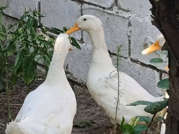 Pekin Jerman