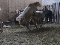 Berbec, Arashan sheep — foto 8