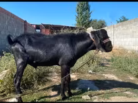 Kozioł, Nubian Goat — zdjęcie 1