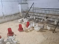 Chickens — تصویر 2