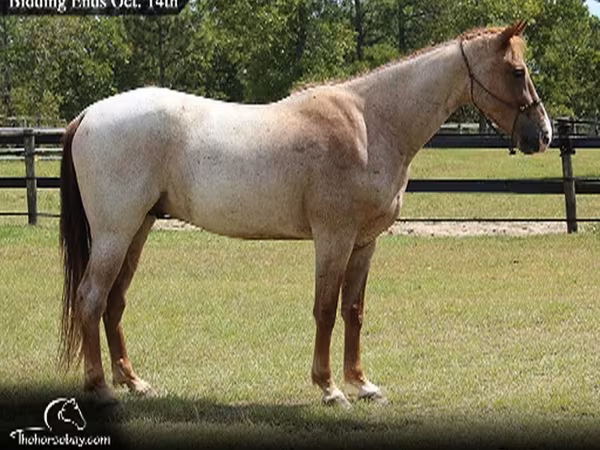 Hengst, Tennessee Walking Horse