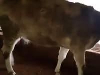 母牛, Swiss cattle — 照片 2