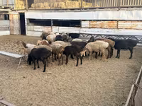 Baran, Rhon sheep — zdjęcie 6