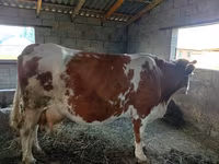 Krava, Simmental cattle — fotografija 3