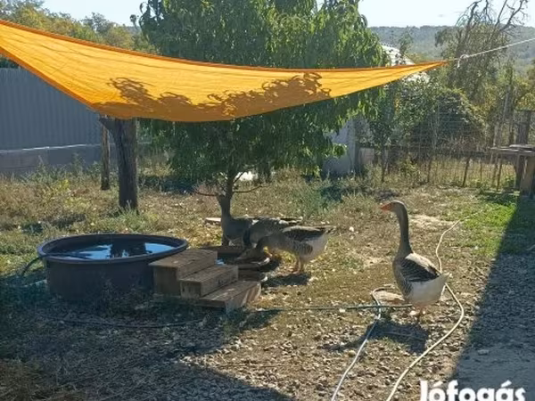 Šedá a šedě strakatá dánská husa